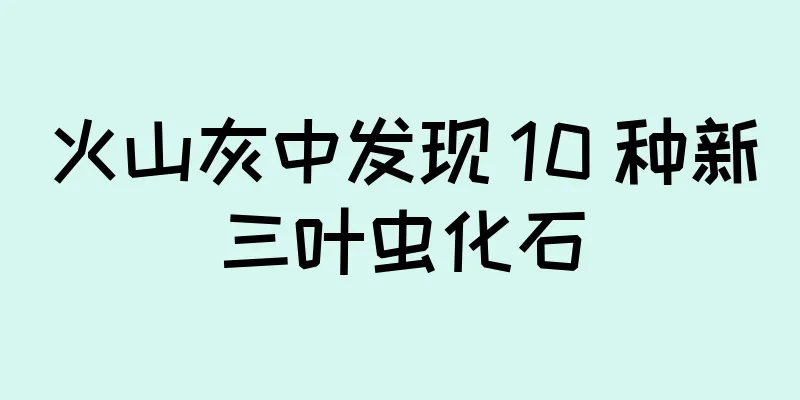 火山灰中发现 10 种新三叶虫化石