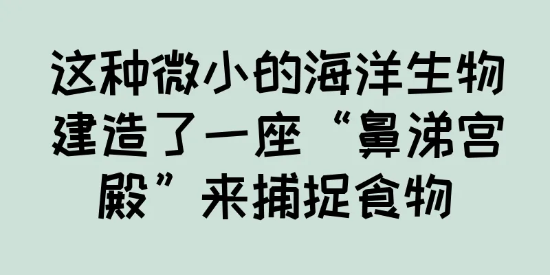 这种微小的海洋生物建造了一座“鼻涕宫殿”来捕捉食物