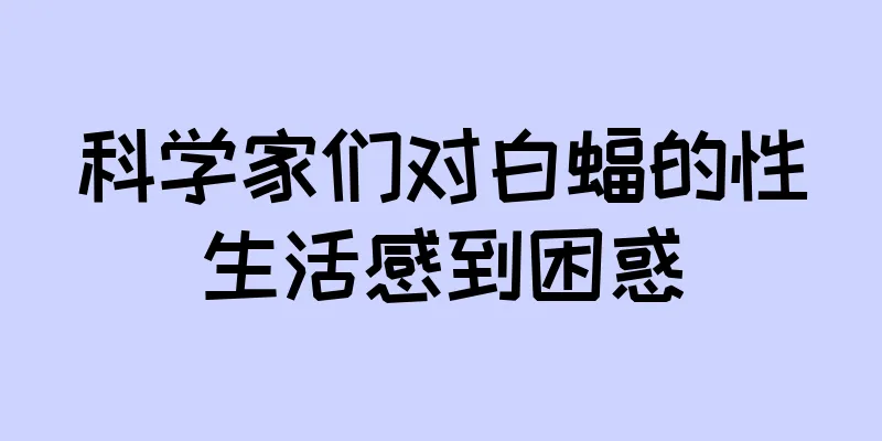 科学家们对白蝠的性生活感到困惑