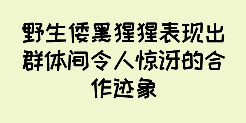 野生倭黑猩猩表现出群体间令人惊讶的合作迹象