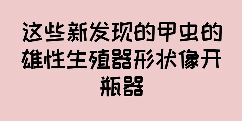 这些新发现的甲虫的雄性生殖器形状像开瓶器