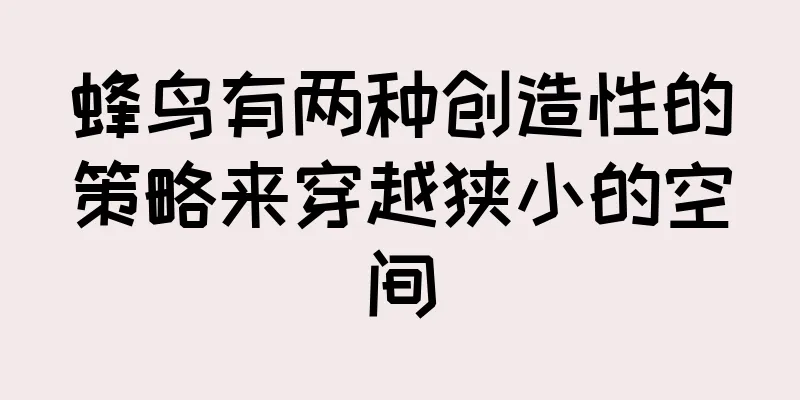 蜂鸟有两种创造性的策略来穿越狭小的空间