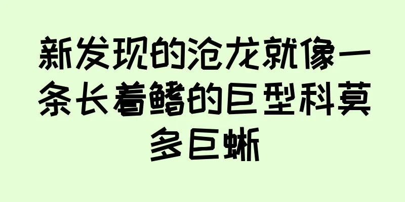 新发现的沧龙就像一条长着鳍的巨型科莫多巨蜥
