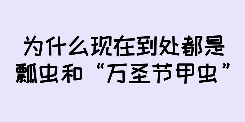 为什么现在到处都是瓢虫和“万圣节甲虫”