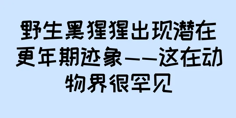 野生黑猩猩出现潜在更年期迹象——这在动物界很罕见