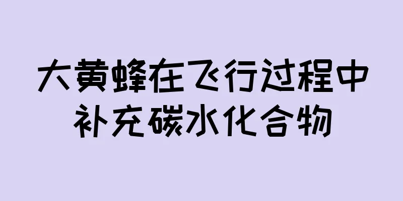 大黄蜂在飞行过程中补充碳水化合物
