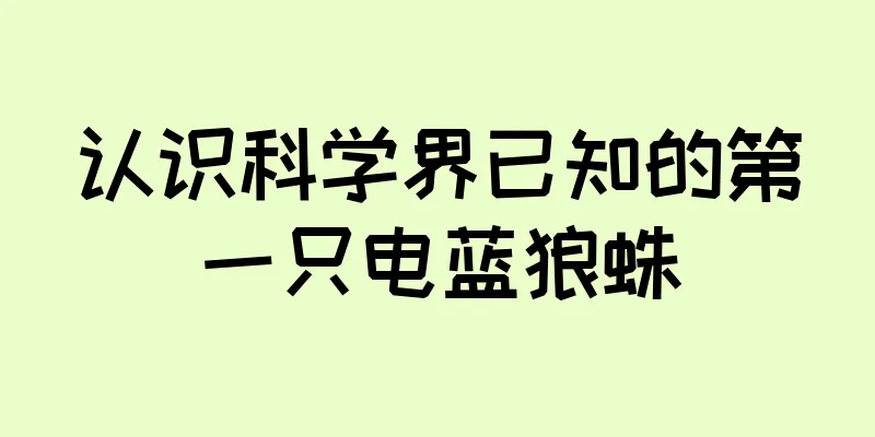 认识科学界已知的第一只电蓝狼蛛