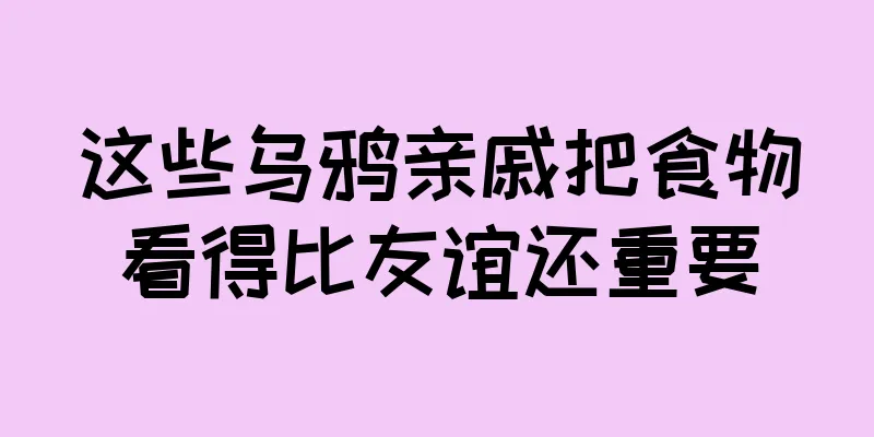 这些乌鸦亲戚把食物看得比友谊还重要