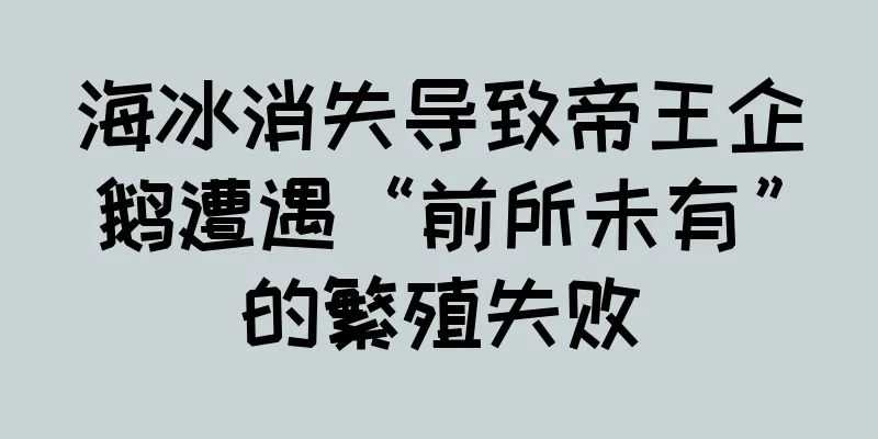 海冰消失导致帝王企鹅遭遇“前所未有”的繁殖失败