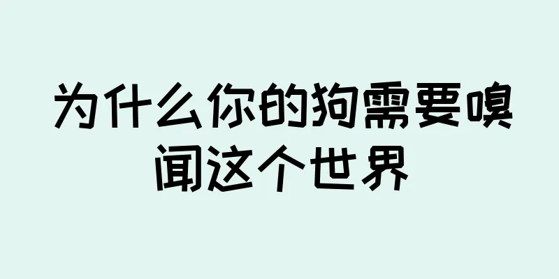 为什么你的狗需要嗅闻这个世界