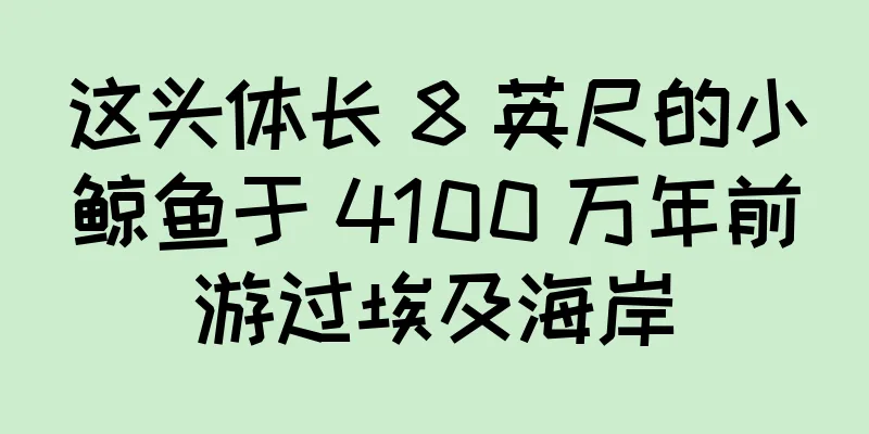 这头体长 8 英尺的小鲸鱼于 4100 万年前游过埃及海岸
