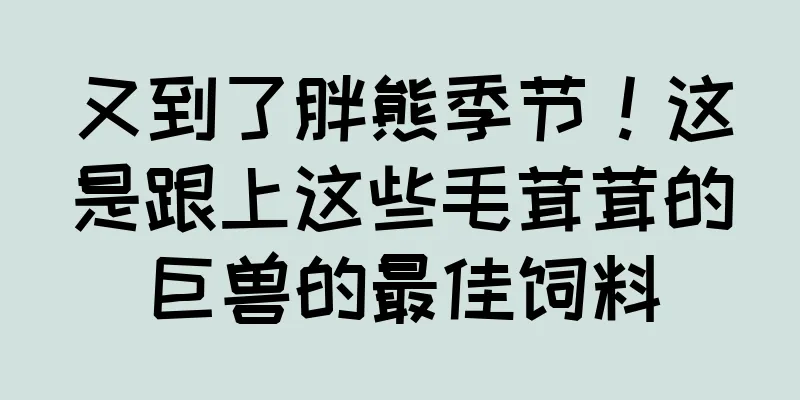 又到了胖熊季节！这是跟上这些毛茸茸的巨兽的最佳饲料