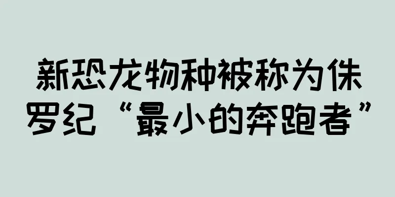 新恐龙物种被称为侏罗纪“最小的奔跑者”