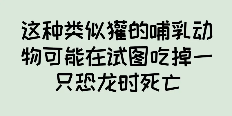 这种类似獾的哺乳动物可能在试图吃掉一只恐龙时死亡