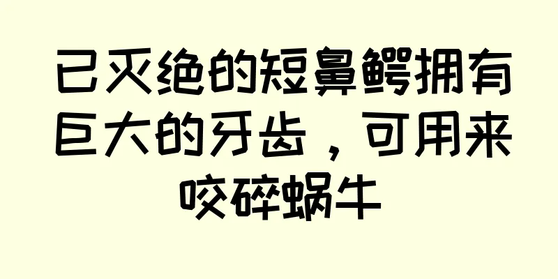 已灭绝的短鼻鳄拥有巨大的牙齿，可用来咬碎蜗牛