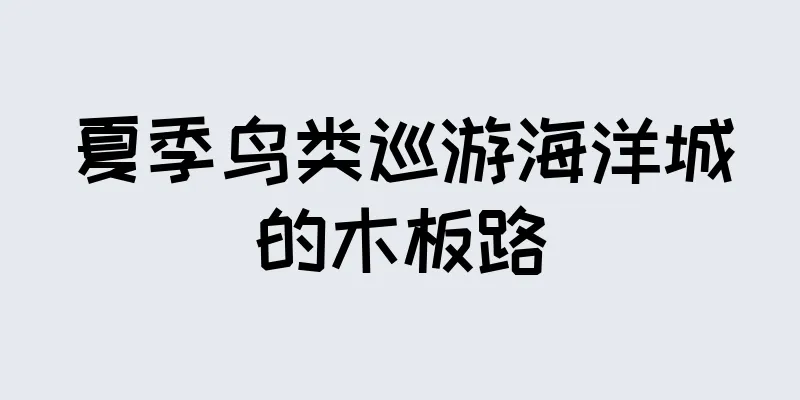 夏季鸟类巡游海洋城的木板路