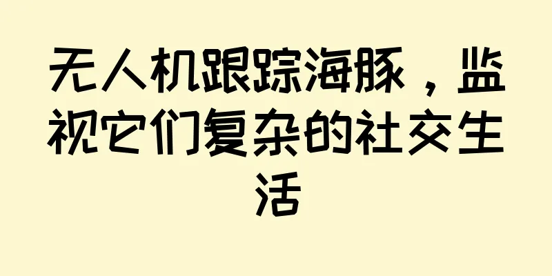 无人机跟踪海豚，监视它们复杂的社交生活