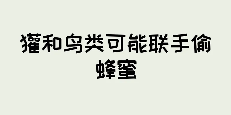 獾和鸟类可能联手偷蜂蜜