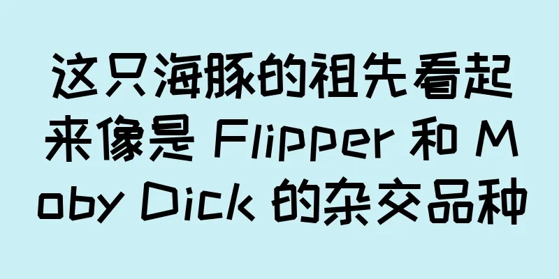 这只海豚的祖先看起来像是 Flipper 和 Moby Dick 的杂交品种