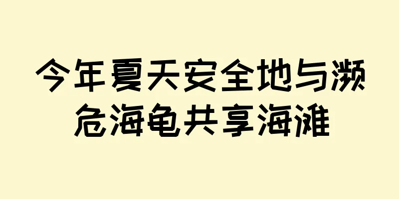 今年夏天安全地与濒危海龟共享海滩