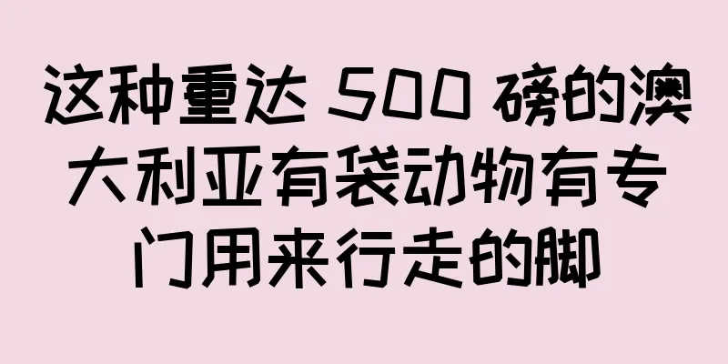 这种重达 500 磅的澳大利亚有袋动物有专门用来行走的脚