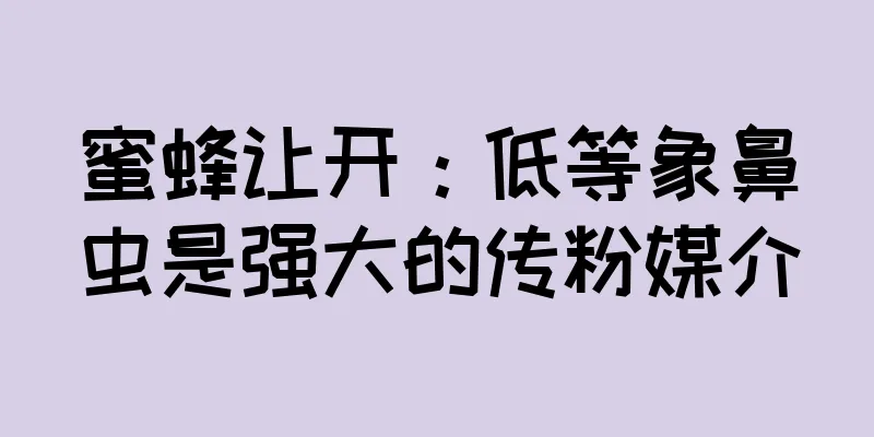 蜜蜂让开：低等象鼻虫是强大的传粉媒介