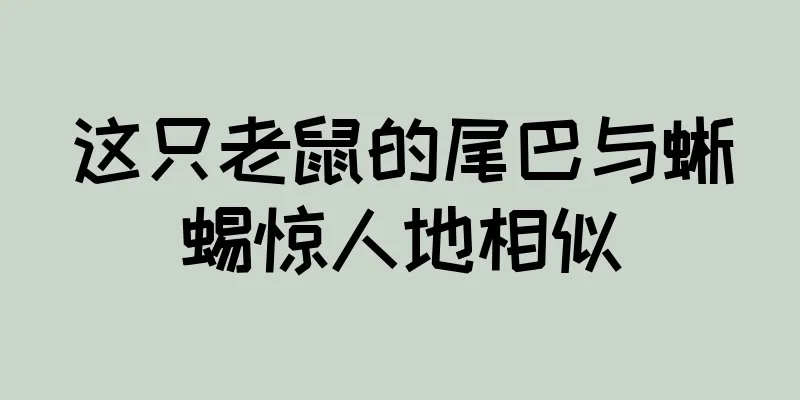 这只老鼠的尾巴与蜥蜴惊人地相似
