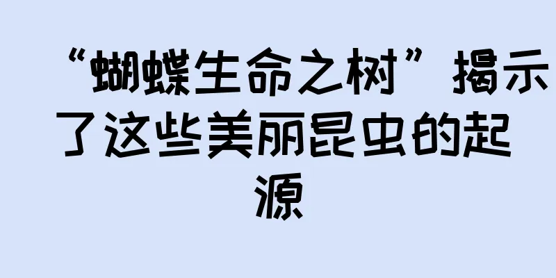 “蝴蝶生命之树”揭示了这些美丽昆虫的起源