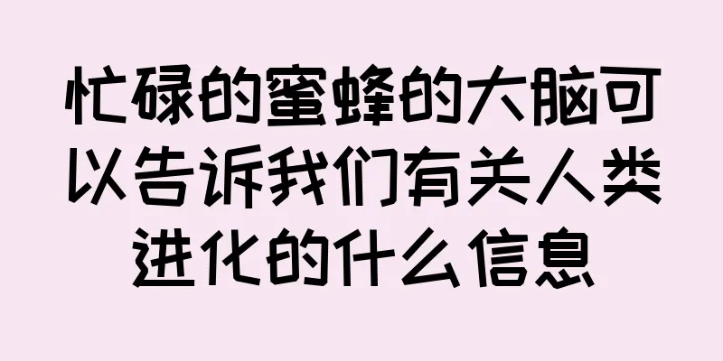忙碌的蜜蜂的大脑可以告诉我们有关人类进化的什么信息