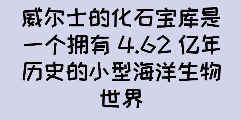 威尔士的化石宝库是一个拥有 4.62 亿年历史的小型海洋生物世界