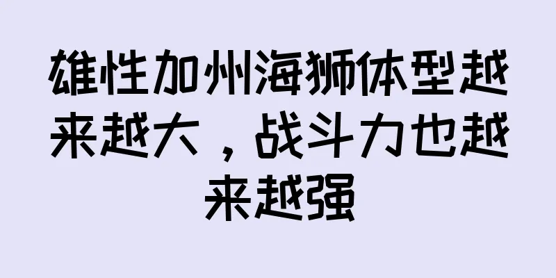 雄性加州海狮体型越来越大，战斗力也越来越强