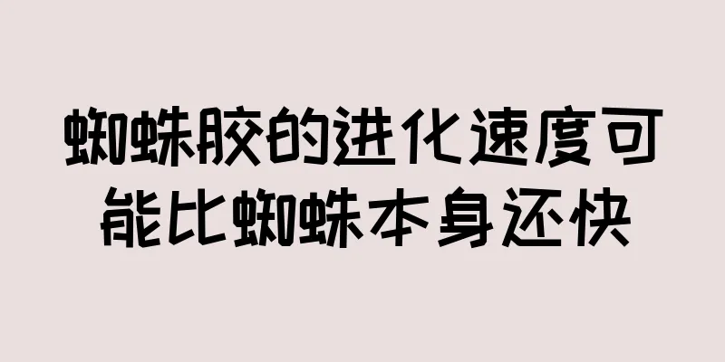 蜘蛛胶的进化速度可能比蜘蛛本身还快