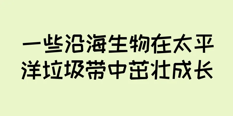 一些沿海生物在太平洋垃圾带中茁壮成长
