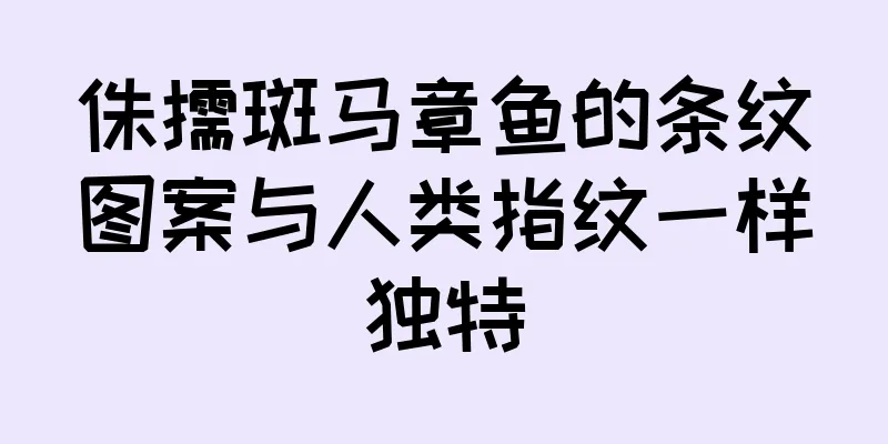 侏儒斑马章鱼的条纹图案与人类指纹一样独特