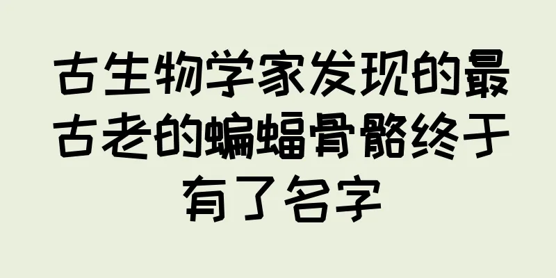 古生物学家发现的最古老的蝙蝠骨骼终于有了名字