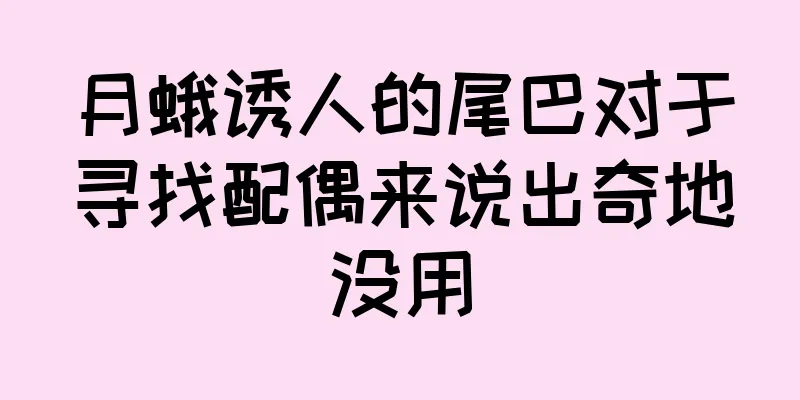 月蛾诱人的尾巴对于寻找配偶来说出奇地没用