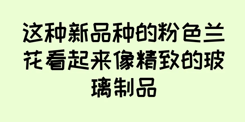 这种新品种的粉色兰花看起来像精致的玻璃制品