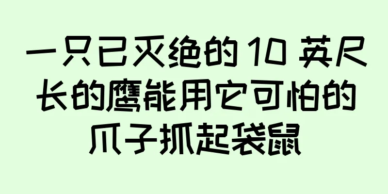 一只已灭绝的 10 英尺长的鹰能用它可怕的爪子抓起袋鼠