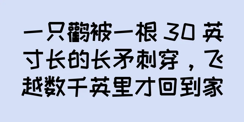 一只鹳被一根 30 英寸长的长矛刺穿，飞越数千英里才回到家
