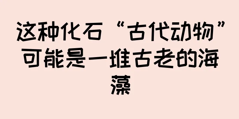 这种化石“古代动物”可能是一堆古老的海藻