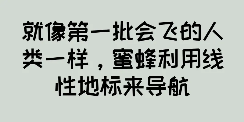 就像第一批会飞的人类一样，蜜蜂利用线性地标来导航