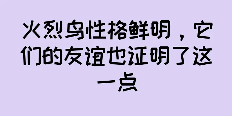 火烈鸟性格鲜明，它们的友谊也证明了这一点