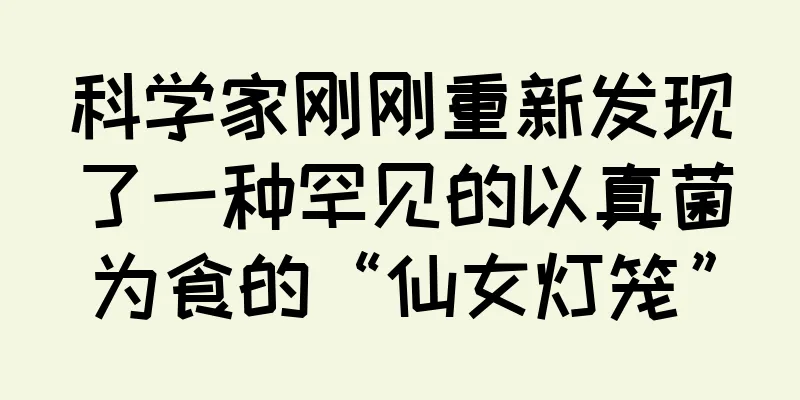 科学家刚刚重新发现了一种罕见的以真菌为食的“仙女灯笼”