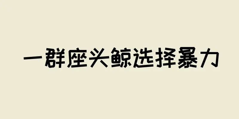 一群座头鲸选择暴力