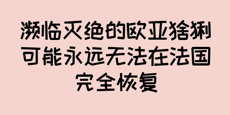 濒临灭绝的欧亚猞猁可能永远无法在法国完全恢复
