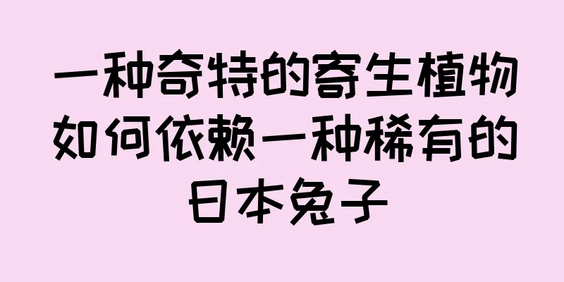 一种奇特的寄生植物如何依赖一种稀有的日本兔子