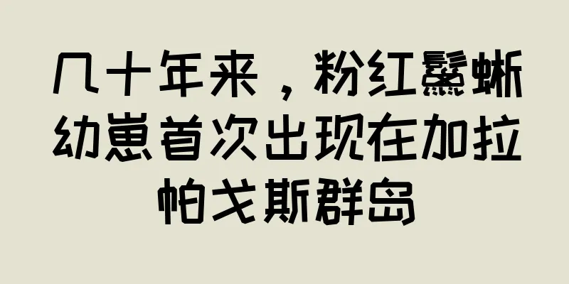 几十年来，粉红鬣蜥幼崽首次出现在加拉帕戈斯群岛