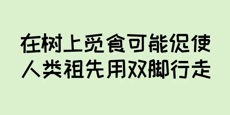 在树上觅食可能促使人类祖先用双脚行走