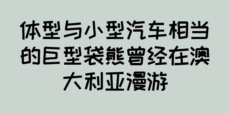 体型与小型汽车相当的巨型袋熊曾经在澳大利亚漫游