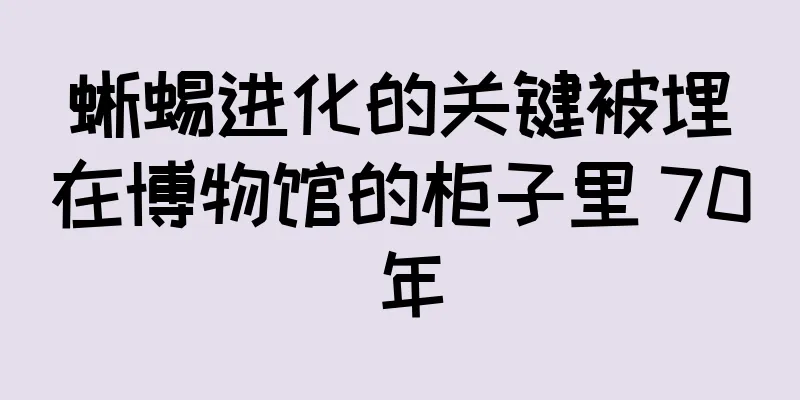 蜥蜴进化的关键被埋在博物馆的柜子里 70 年